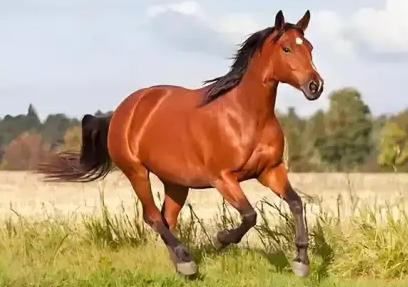 2026年是苦命马还是富马？2026年生肖马是什么命